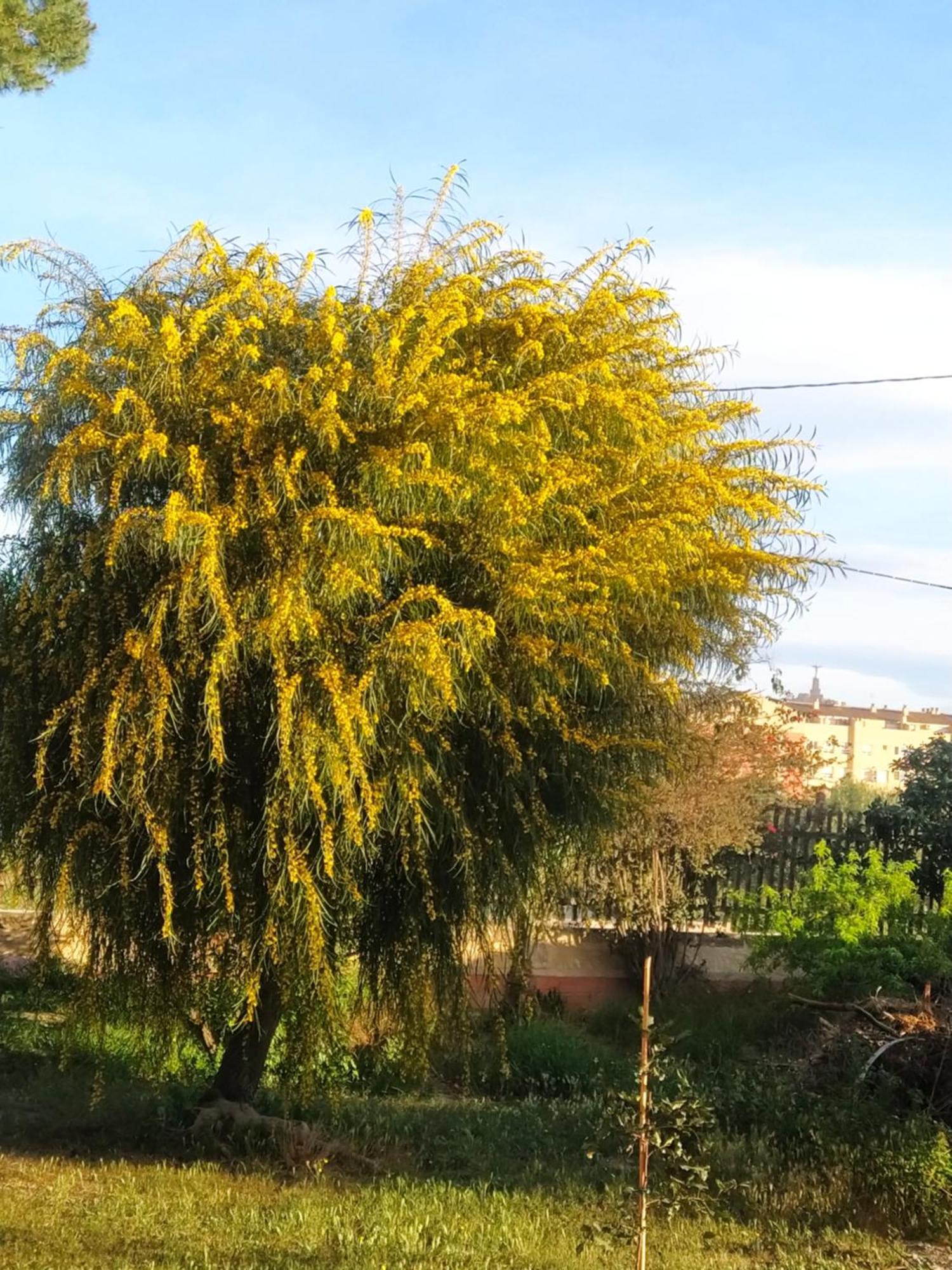 La Toscana Murcja Zewnętrze zdjęcie
